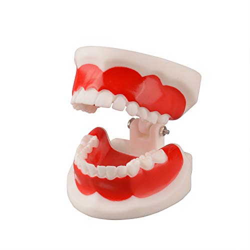 Ultrassist Diş Diş Modeli 6 ~ 9 Yaşında, Çocuklar ve Çocuklar için İdeal Eğitim Öğretim Diş Diş Modeli, 1 Kez Büyük
