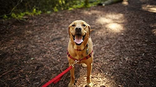 Köpek Karaciğer Destek Takviyesi Çiğniyor-Premium Bağışıklık Sistemi Destek Kompleksi-Köpekler için-Çiğneme Tedavi Formülü-Köpek