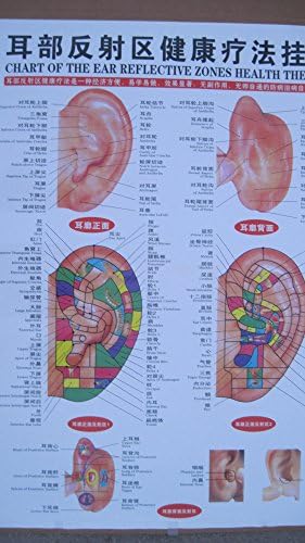 180 ADET kulak tohumu ile Akupunktur İngilizce ve Çince Kulak Grafiği 25' X 18' (ABD Satıcısı)