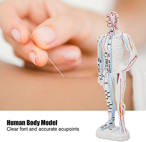 İnsan Vücudu Akupunktur Modeli, insan Akupunktur Noktası Modeli Kolayca Bulun Akupunktur Noktaları Beyaz Okul için Sık Kullanılanlar