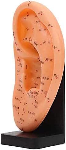 YZILXY 22 cm Akupunktur Kulak Modeli - İnsan Akupunktur Kulak Modeli-Kulak Akupunktur Noktası Modeli Anatomi Profesyonel Tıbbi